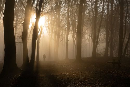 het mistige kluisbos
