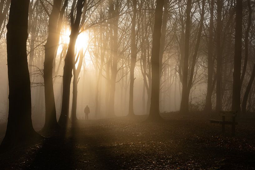 the misty hermitage forest by Nicola Mathu