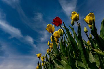 Tulpen op Texel - Be different