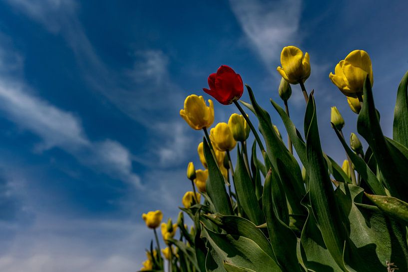 Tulpen op Texel - Be different van Texel360Fotografie Richard Heerschap