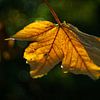 Herbstblatt im Sonnenlicht vor dunklem Hintergrund von Martijn Tilroe