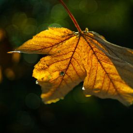 Autumn leaf in sunlight against dark background by Martijn Tilroe