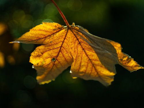 Herbstblatt im Sonnenlicht vor dunklem Hintergrund von Martijn Tilroe