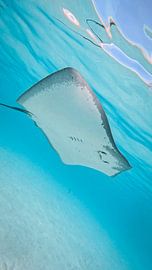 Stingray, French Polynesia by Joyce van den Berg