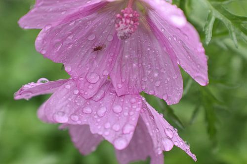 Een bloem in de tuin na de regen