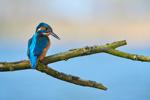 IJsvogel