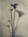 Still life of flowers with a weathered, vintage look by Japandi Art Studio thumbnail
