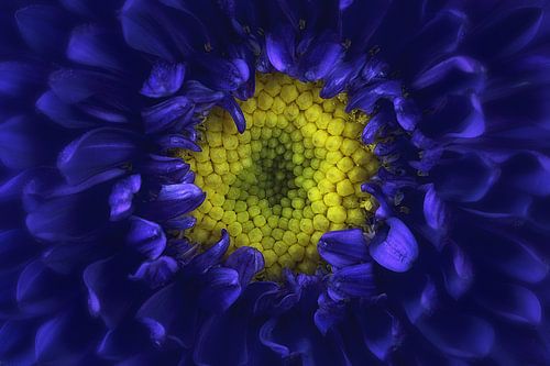 blauwe dahlia