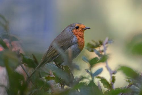 Robin (redbreast)