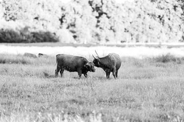 Twee Highlanders in een Veld van Bas Leroy