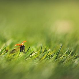 Opvliegend lieveheerstbeestje van Inge Smulders