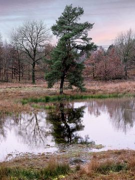 Kremperheide van Orangefield-images