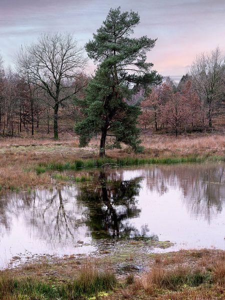 Kremperheide von Orangefield-images