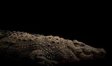Crocodile du Nil sur fond noir sur Thomas Marx