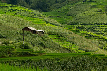 Huisje in rijstvelden, Vietnam