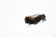 Amerikanischer Bison ( Bison bison ) bricht durch aufstiebenden Schnee, wildlife, USA. von wunderbare Erde Miniaturansicht