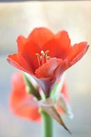 Amaryllis