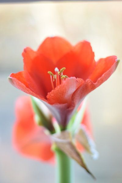 Amaryllis by Melissa Tapken