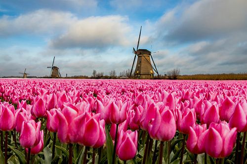 Tulpen in Holland, bollenvelden Nederland.