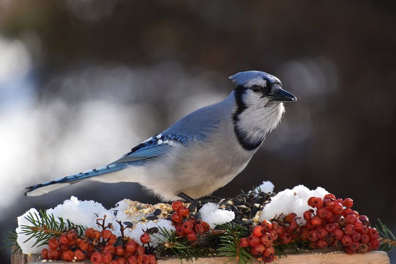 A blue jay at the feeder by Claude Laprise