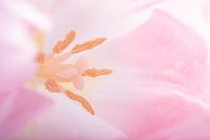 Het hart van een zacht roze tulp (pastelkleuren) van Marjolijn van den Berg thumbnail