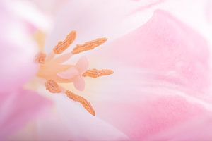 Das Herz einer zartrosa Tulpe (Pastellfarben)