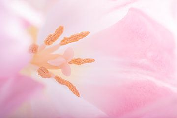 Das Herz einer zartrosa Tulpe (Pastellfarben) von Marjolijn van den Berg