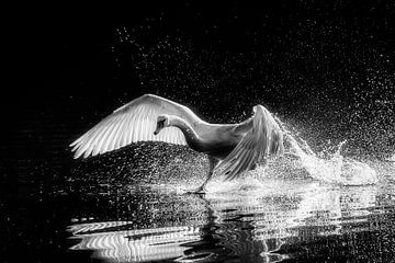 The mighty swan by Marc Crutzen