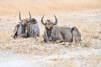 Blue Wildebeest