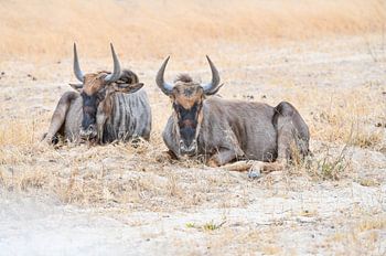 Wildebeest