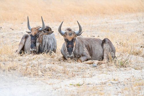 Wildebeest