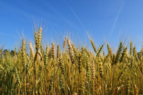 Een tarweveld in de zomer