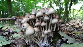 paddenstoel by Foto Shooter