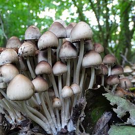 paddenstoel von Foto Shooter