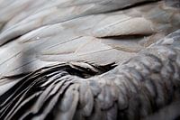 Close up van een vale gier