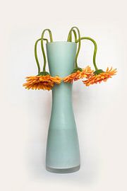 Verwelkte Gerbera in Vase vor weißem Grund von Alexander Baumann