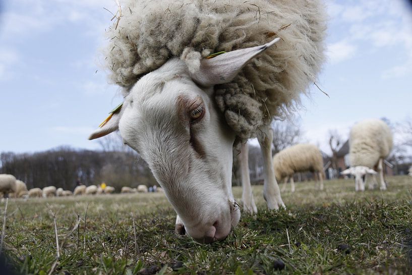 sheep by matthijn elzinga