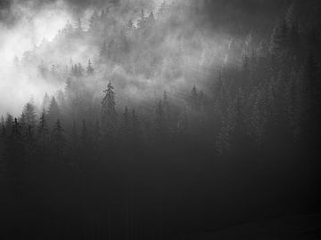 Trees in the fog 2 by Fernando Salgado