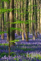 The haller forest