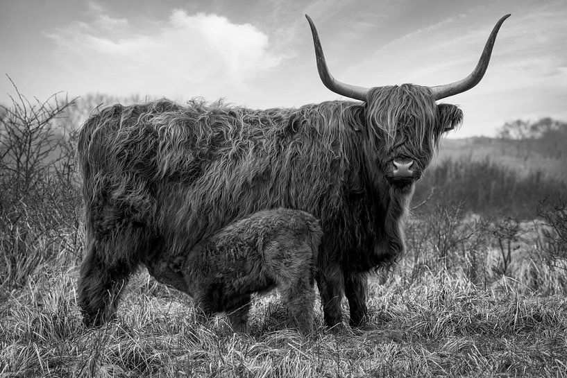 Highlander écossais avec veau en noir et blanc par Marjolein van Middelkoop