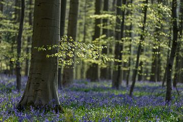Fresh green leaves of beech and purple of wild hyacinth