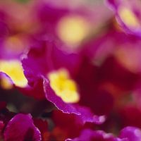 Primroses abstract