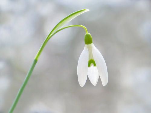 Snowdrop with Bokeh