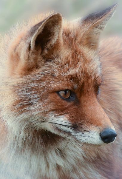 Portrait of a fox by Marjolein van Middelkoop