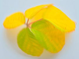 Verspielte Herbstfarben 3 von Jaap Tanis