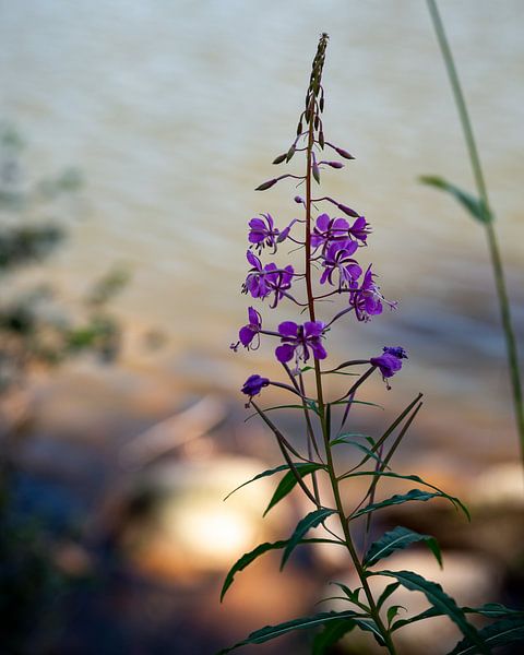 Wilde Blumen von Berdien Hulsdouw