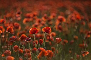 Fleurs de pavot sur Holger Bücker