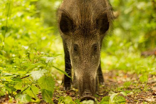 Fijne ontmoeting met een wild zijn zeug met jonkies in het bos.