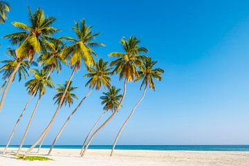 Tropisch strand met palmbomen in Oman. van Ron van der Stappen