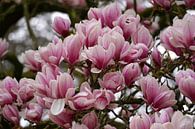 Magnolia van Ineke Klaassen thumbnail